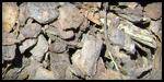 Pine Bark Nuggets