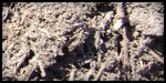 Fill Dirt
