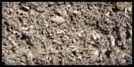 Potting Soil
